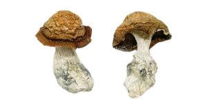 Buy Mushroom Online