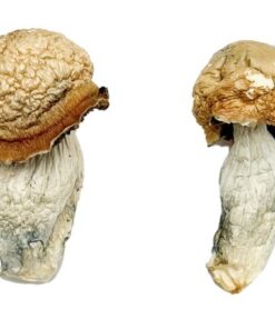 Makilla Gorilla Magic Mushrooms