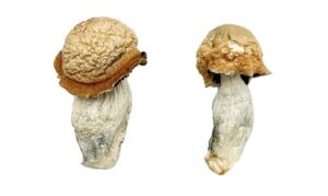 Mushroom wholesale suppliers