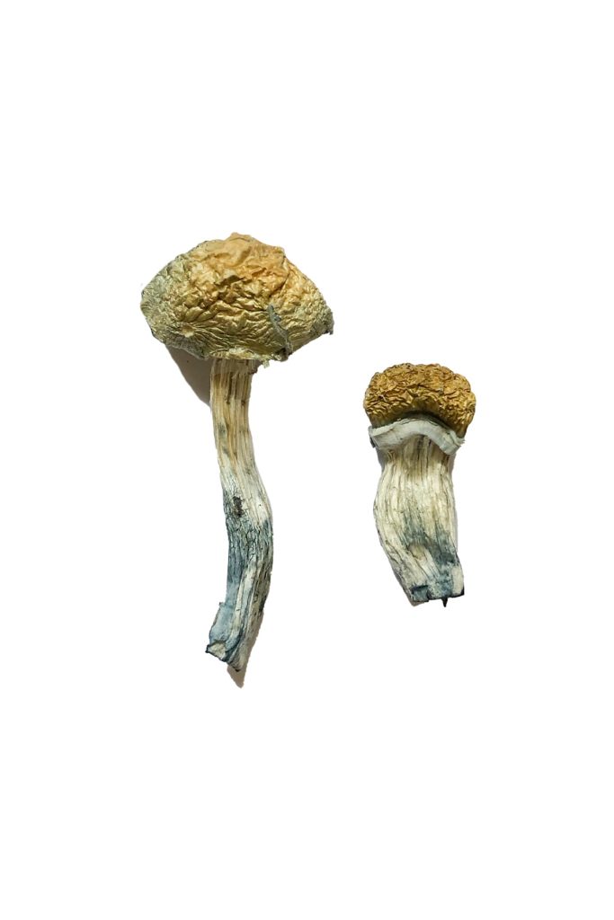 Mazatapec Magic Mushrooms slide 2 Mazatapec Magic Mushrooms