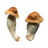 Melmac Penis Envy Magic Mushrooms