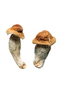 Mushroom Wholesale USA