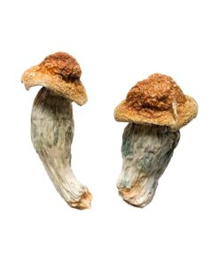 Melmac Penis Envy Magic Mushrooms