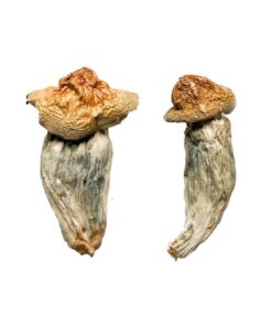 Melmac Penis Envy Magic Mushrooms
