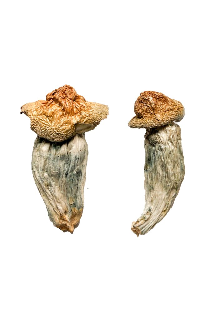 Melmac Penis Envy Magic Mushrooms Melmac Penis Envy Magic Mushrooms