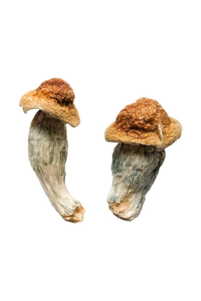 Melmac Penis Envy Magic Mushrooms Melmac Penis Envy Magic Mushrooms