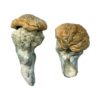 Mystery Fatass Mushrooms