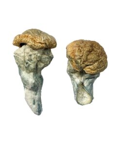 Mystery Fatass Mushrooms