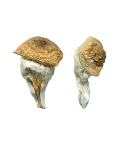 Mystery Fatass Mushrooms