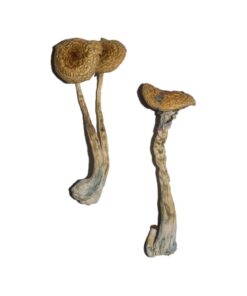 Penis Envy 6 (PE6) Magic Mushrooms