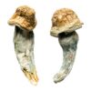 Penis Envy Magic Mushrooms
