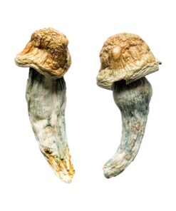 Penis Envy Magic Mushrooms