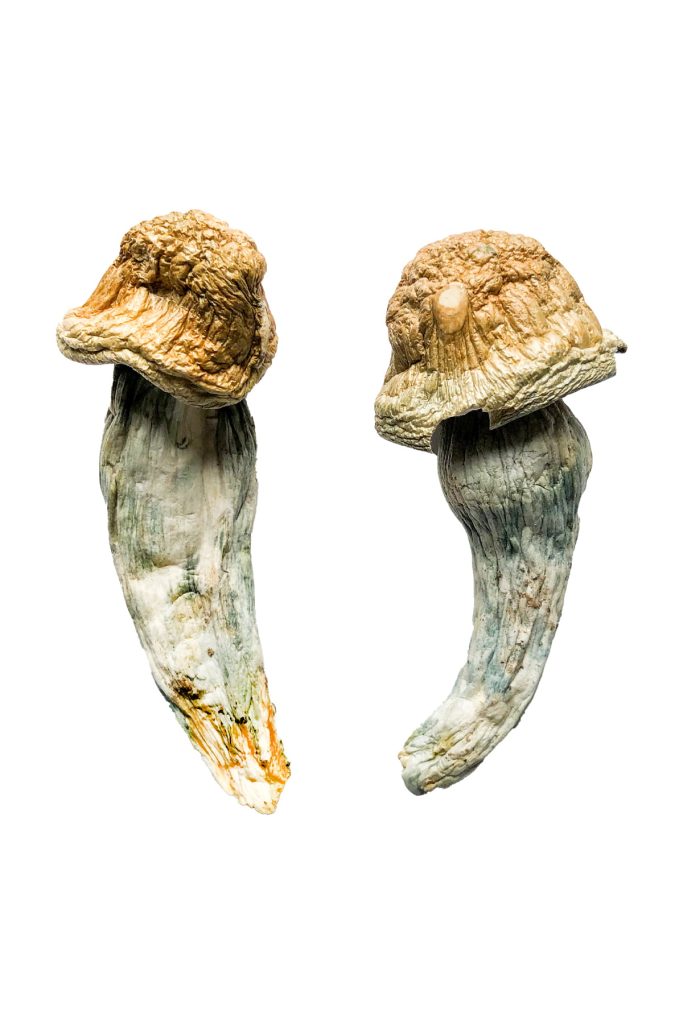 Penis Envy Magic Mushrooms Penis Envy Magic Mushrooms