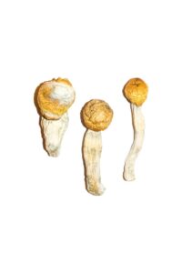 Penis Envy Mushrooms