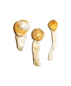 Penis Envy Mushrooms