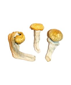 Penis Envy Mushrooms