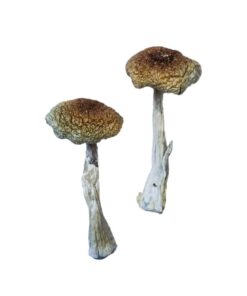 Psilocybe Aztecorum Mushrooms