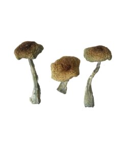 Psilocybe Aztecorum Mushrooms