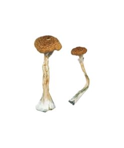 Puerto Rican Magic Mushrooms