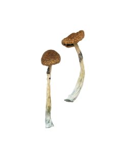 Puerto Rican Magic Mushrooms