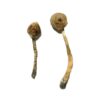Rusty Whyte Magic Mushrooms
