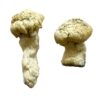 Shakti Magic Mushrooms