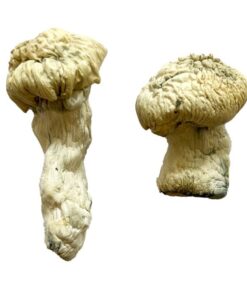 Shakti Magic Mushrooms