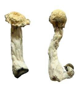 Shakti Magic Mushrooms