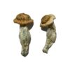 Shepherds Cut Penis Envy Mushrooms