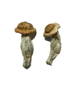 Shepherds Cut Penis Envy Mushrooms