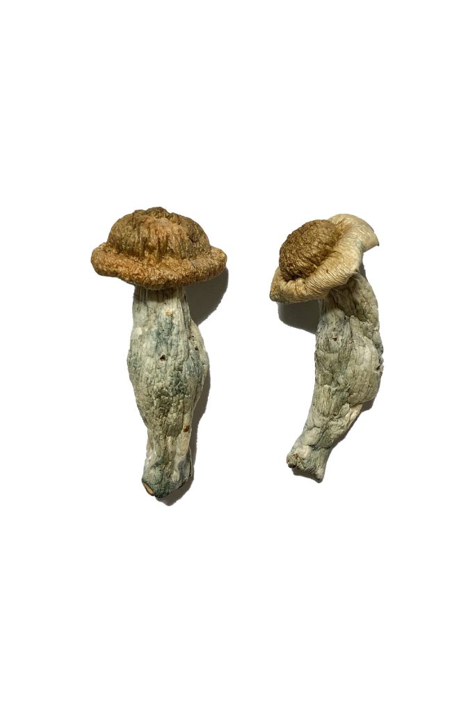 Shepherds Cut Penis Envy Mushrooms Shepherds Cut Penis Envy Mushrooms