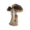 South American Mushrooms