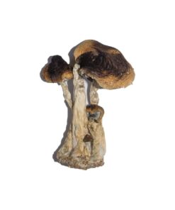 South American Mushrooms
