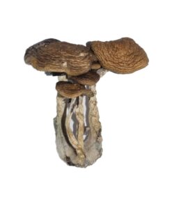 South American Mushrooms