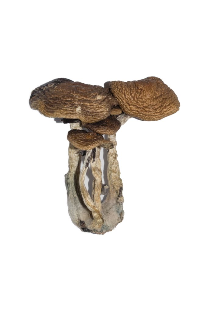 South American Mushrooms South American Mushrooms