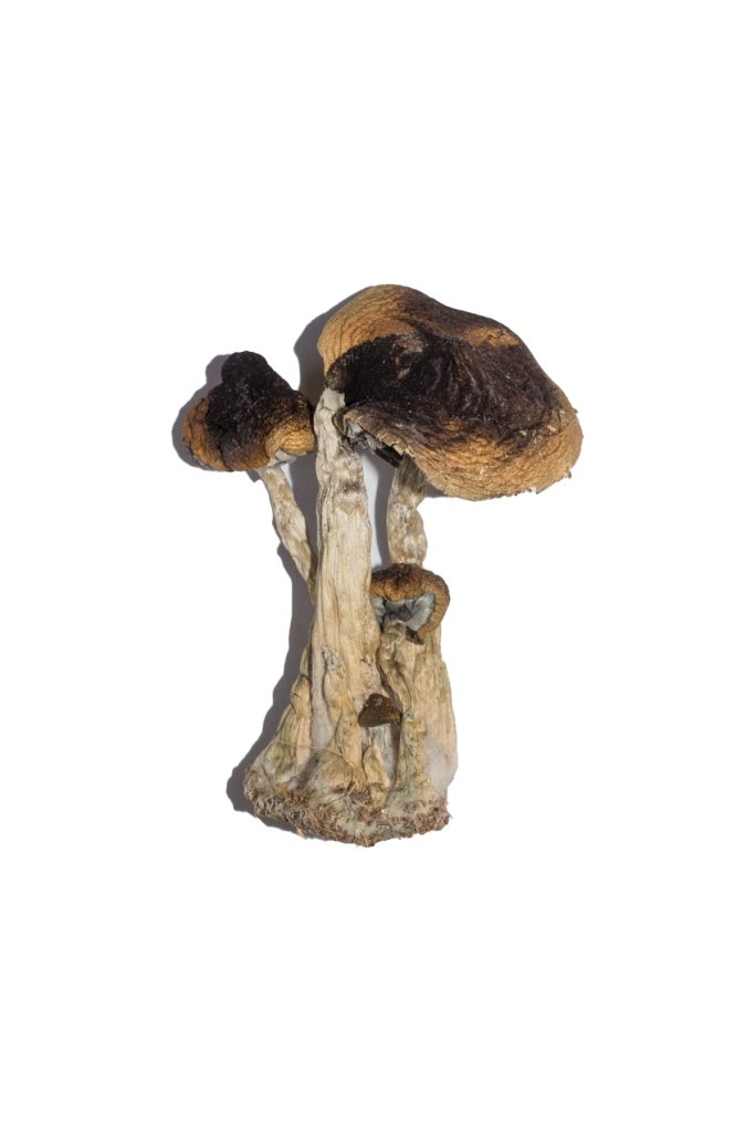 South American Mushrooms South American Mushrooms