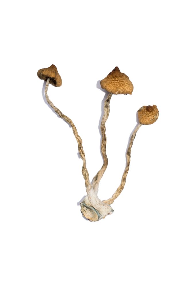Syzygy Magic Mushrooms Syzygy Magic Mushrooms