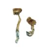 Texas Yellow Cap Mushrooms