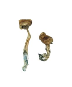 Texas Yellow Cap Mushrooms