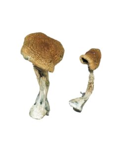Texas Yellow Cap Mushrooms
