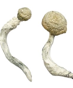 Thrasher Magic Mushrooms