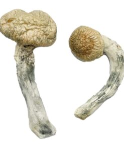 Thrasher Magic Mushrooms