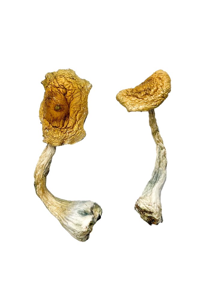Tidal Wave Magic Mushrooms slide 2 Tidal Wave Magic Mushrooms