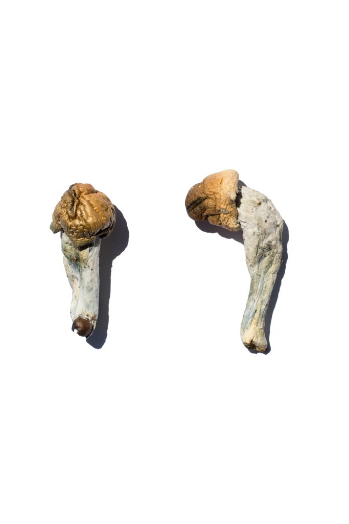 Trans Envy Magic Mushrooms Trans Envy Magic Mushrooms