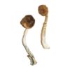 Treasure Coast Mushrooms