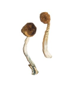 Treasure Coast Mushrooms