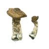 Tri-Colour Ecuadorian Mushrooms