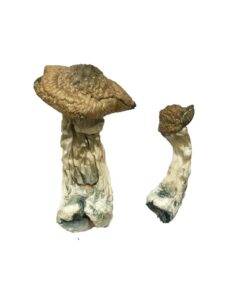 Tri-Colour Ecuadorian Mushrooms