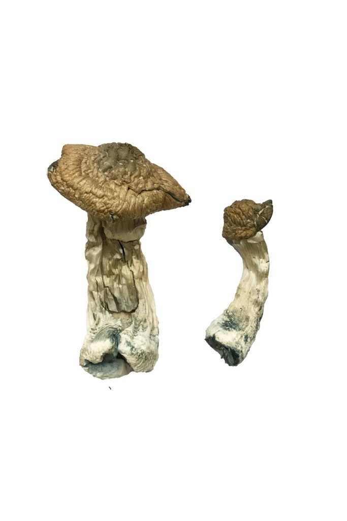 Tri-Colour Ecuadorian Magic Mushrooms slide 2 Tri-Colour Ecuadorian Mushrooms