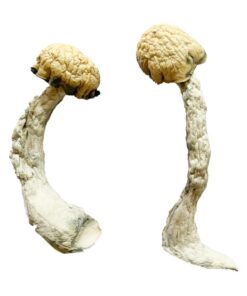 Trinity Magic Mushrooms